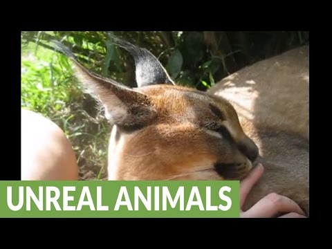 Friendly and exotic caracal gives human friend a bath - YouTube