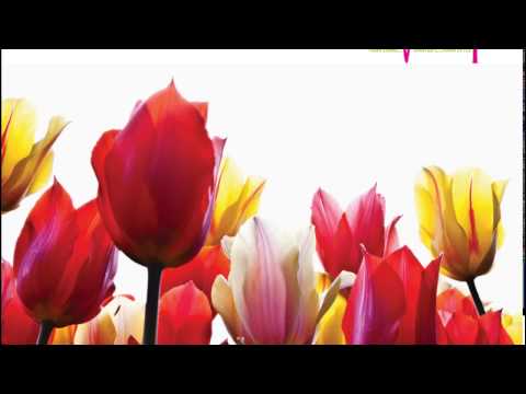 Platinum Lifestyle JP Nagar 8th Phase, BDA Layout, Bangalore