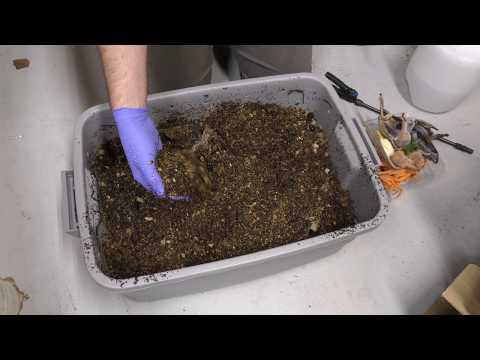 Hardwood Pellets as bedding update (12/3/2018)