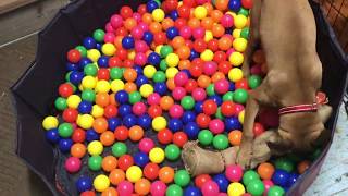 Ragnarok Unleashed Conditioning