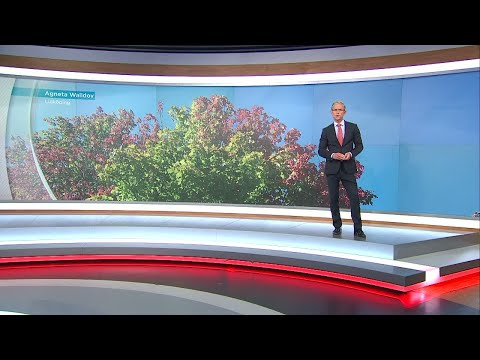 Vädret 19.00 - Vardagspuls (TV4)