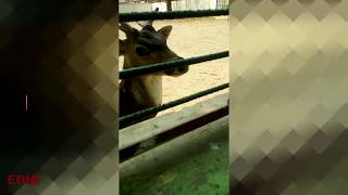 zoo animal video