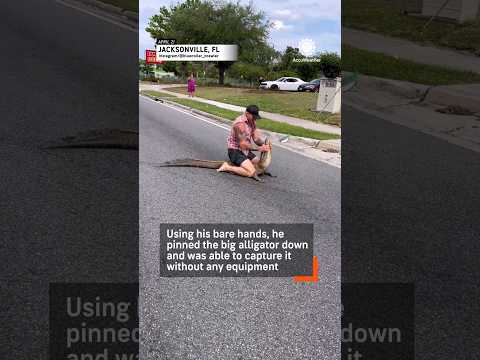 Florida Man Wrestles Alligator As Police Watch