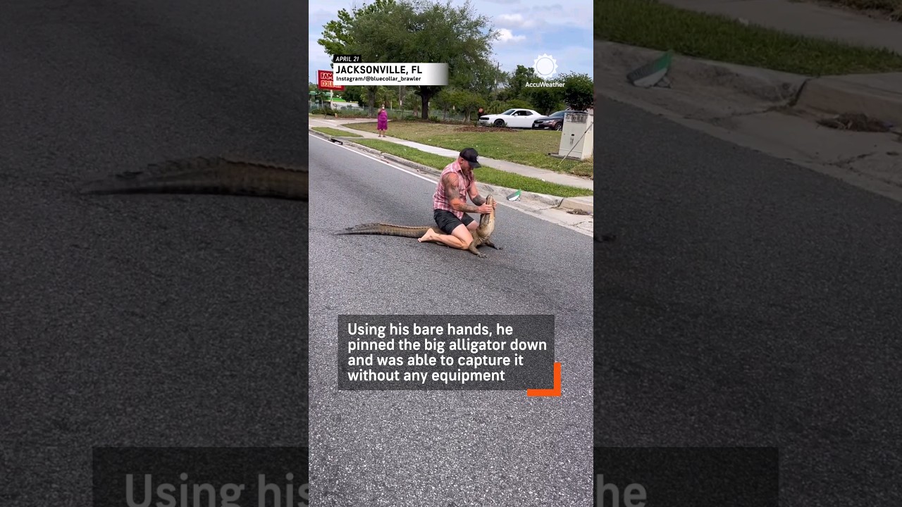 Florida Man Wrestles Alligator As Police Watch
