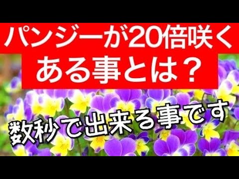 パンジーを植える時期と方法は？美しく開花させるためのヒントとコツ！  庭園