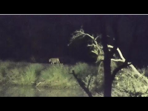 Djuma: Leopard-Molwati male-listen for saw after he is out of sight - 03:33 - 05/09/20