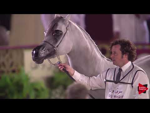 N.50 AL SHAHANIA STUD, - 2019 Qatar International show - Fillies 3 Years Old (Class 3)