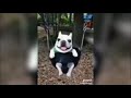 Dog In Baby Swing 1 Hour