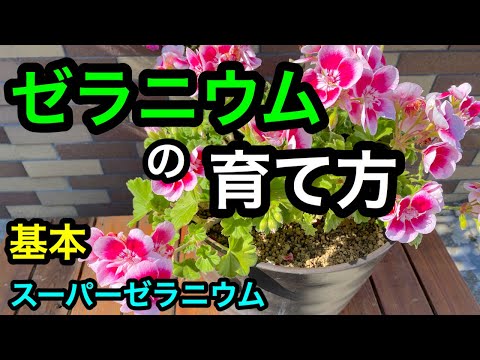 ゼラニウムの世話をする方法2023
