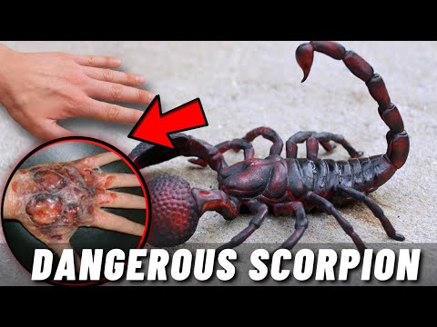 TOP 10 MOST DANGEROUS SCORPIONS IN THE WORLD