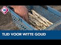 Tijd van het witte goud is aangebroken - OMROEP WEST