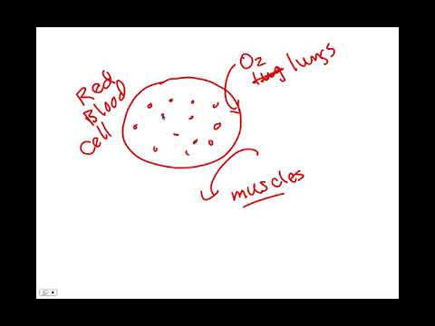 Ch 14 and 15 Overview, BIO105 Introductory Biology, David Champlin, USM