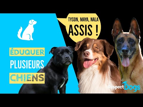 Plusieurs CHIENS à la maison : COMMENT les ÉDUQUER ?