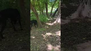 Video preview image #1 Doberman Pinscher Puppy For Sale in Buffalo, MN, USA
