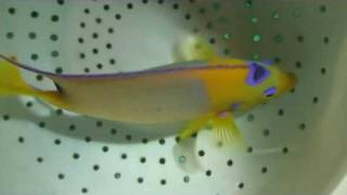Yellow face queen angel fish
