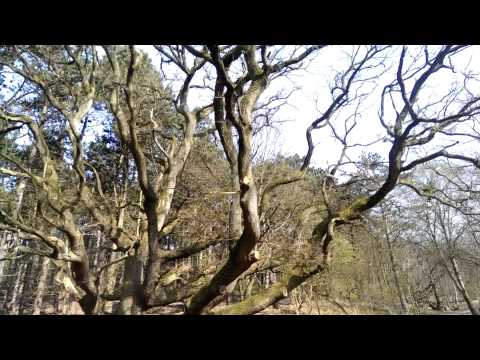Megabomen in waterleidingduinen Vogelenzang