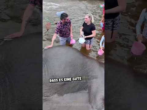 Der Elefanten-Albtraum für die Kinder 💔