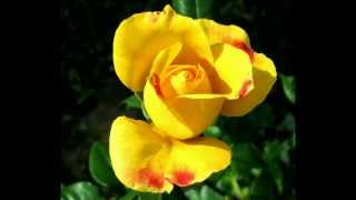 Tum jiyo hazaro saal happy birthday to you mp3 song 