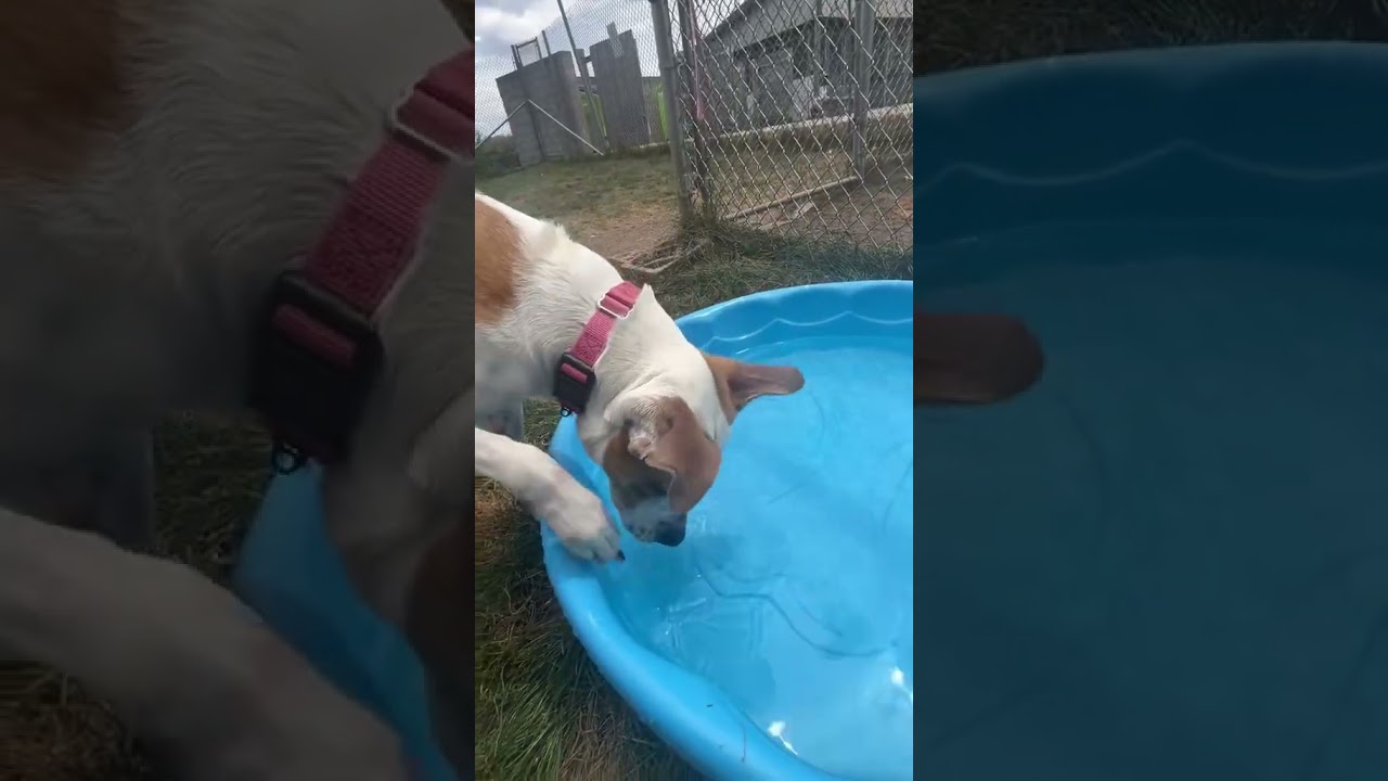 Nutmeg, a Adoptable mixed breed in Brookfield, WI video 6/6