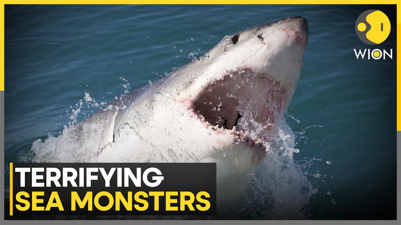 Watch: Divers Capture 'Insane' Rare Footage of Great White Shark | WION
