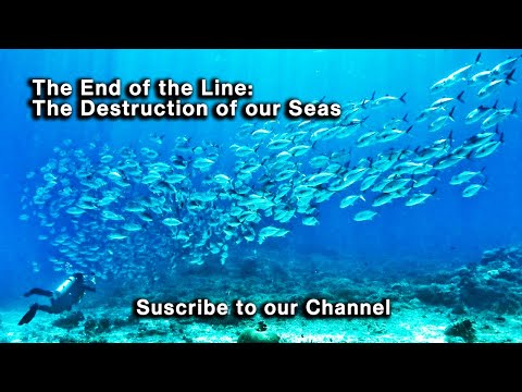 The End of the Line: The Destruction of our Seas | Documentary