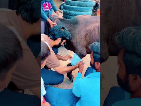 घायल गौ माता की सेवा 🙏❤️ | Vishwa Gau Raksha Trust | गौसेवा ही सच्ची सेवा