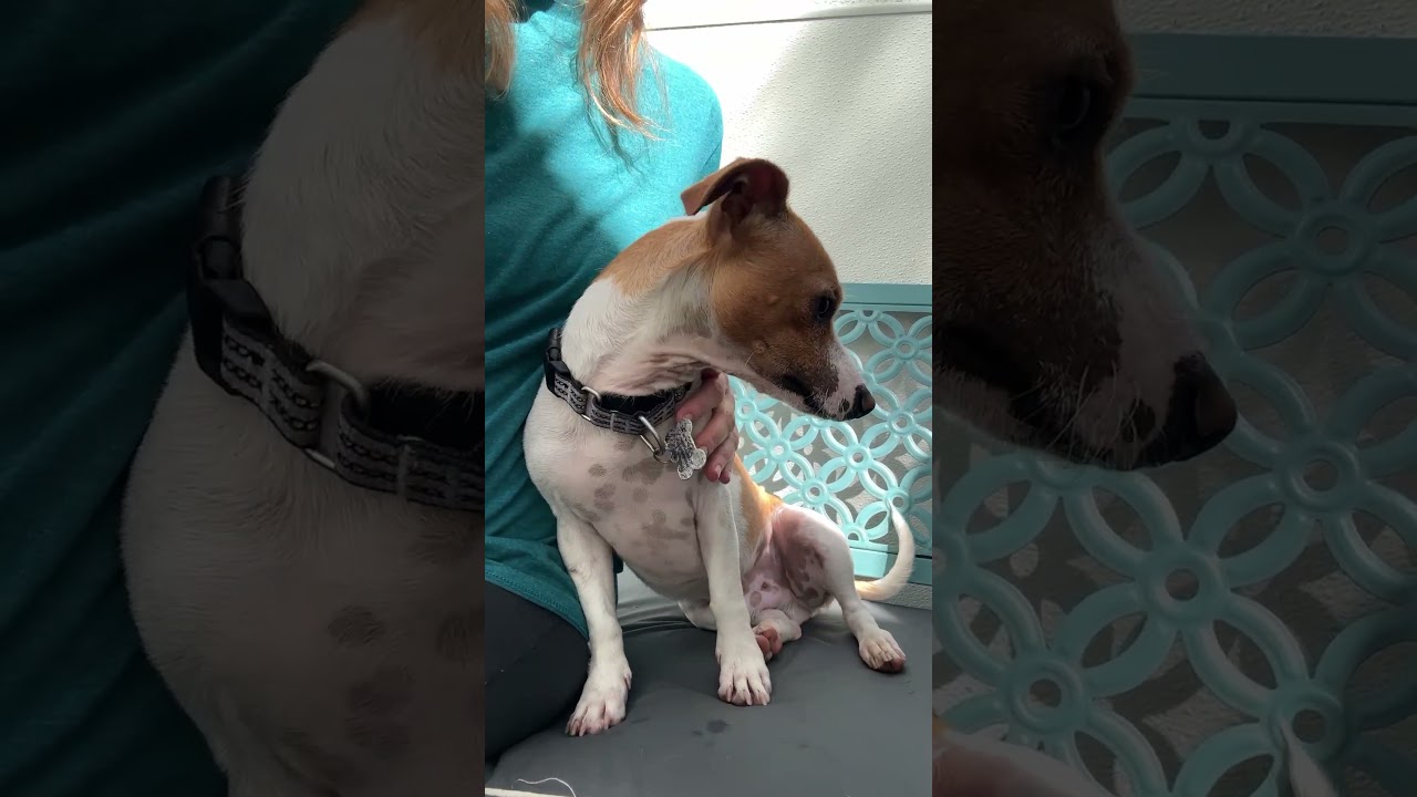 Ike, a Adoptable mixed breed in Los Angeles, CA video 6/6