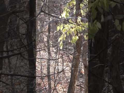 Michigan Public Land Buck! #archery #bowhunting #michigan #hunting