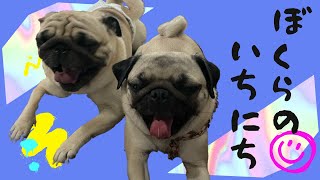 超絶癒し動画！ラテ＆ミルクに一日密着～ロックダウンの過ごし方～ [PUG LIFE/パグ]日常編⑻