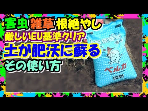 サンゴは排気ガスや肥料から窒素を吸収します
