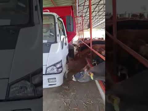 Tosun Kamyon Üstü Yem Dağıtma Vagonu