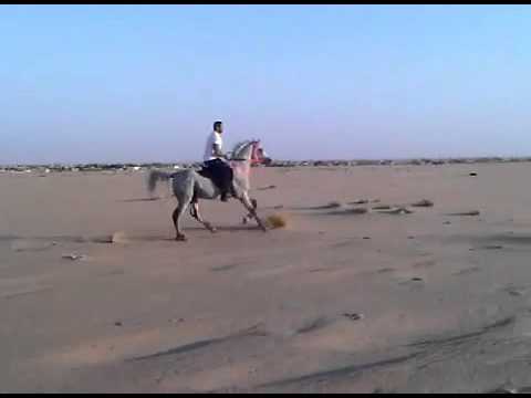 arabian horse - Ajmal Majd