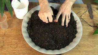 Indoor Soil and Plant Feeding