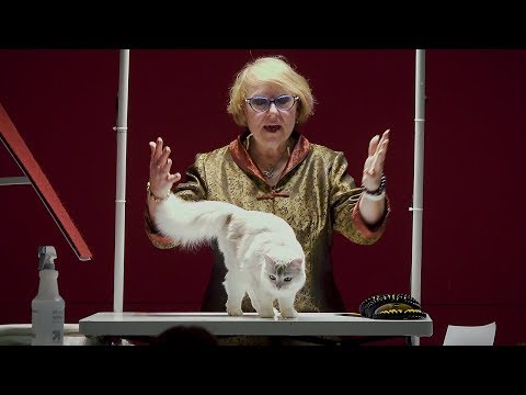 CFA International Cat Show 2017 - Rachel Anger Allbreed Champion Final Top 10