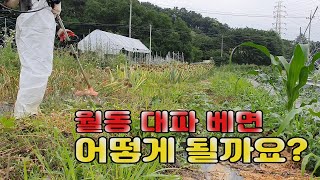 월동 대파 베면 어떻게 될까요?