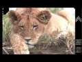 BIG CAT DIARY SAFARI 2006 Part 1