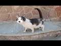 The Pregnant Tuxedo Cat Follows Me And Asks Me For Food For Herself And Her Baby By Meowing