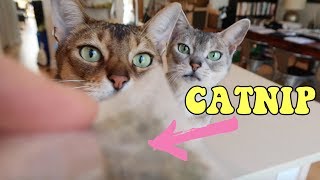 Why do cats like catnip? | CUTE CAT CLEO