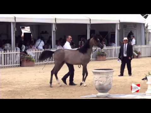 N.22 NADIRA KA - Menton 2015 - Yearling Fillies 1 year old (Class 1B)