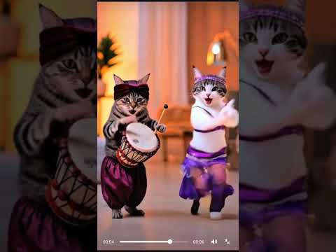 Cat cat tam-tam 😹😹 #cat #music #catlover #kitten #chill #dance #fypシ゚ #cute