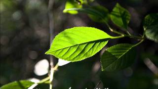 Download lagu Bila Bunga Dilaman Orang - Leon mp3