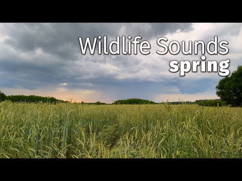 2 HOURS Crickets & Birdsong Sounds 🌿 Wheat Field, Afternoon - Đurđevac, Spring - ASMR
