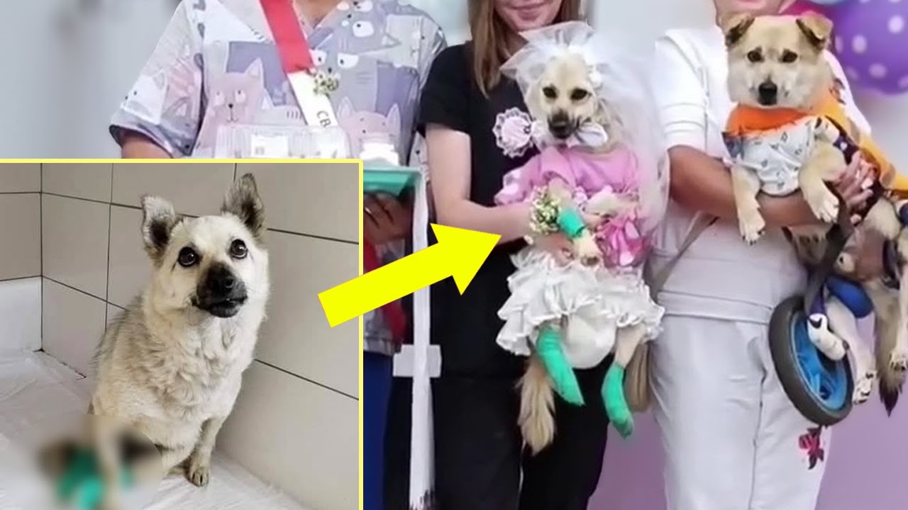 Kolya the dog rescue thumbnail