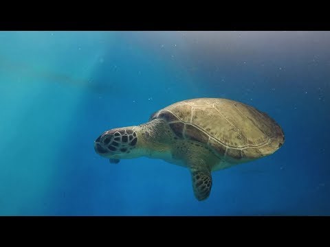 Rescued Sea Turtle Returns Home on Valentine’s Day - Yahtzee