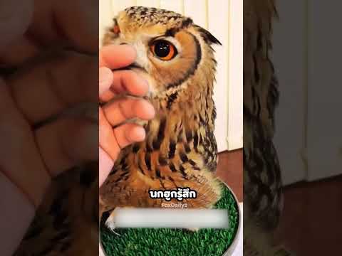 เธอช่วยชีวิตนกฮูกที่บาดเจ็บ 🦉