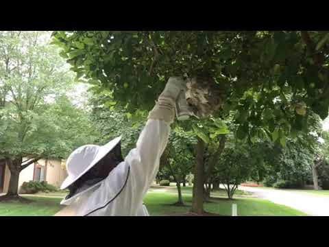 Huge wasp nest taken down in Plainsboro, NJ