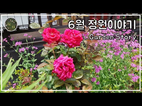 [190613 정원이야기]  데이지, 끈끈이 대나물 꽃이 만발했어요 / 정원가꾸기