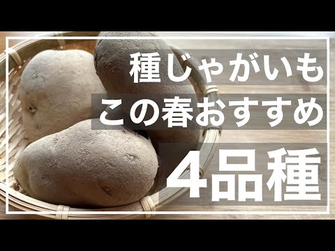 赤ジャガイモ:園芸に最適な品種