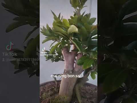 mai rừng bon sai. zalo0376364546