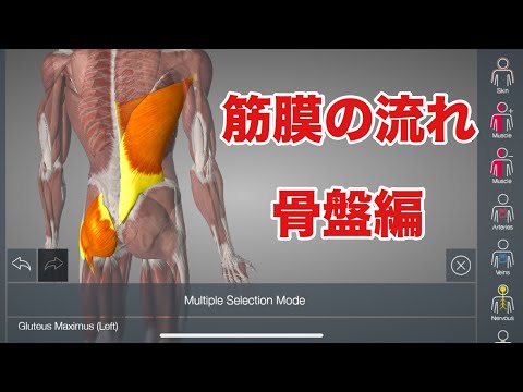 筋膜療法について詳しく解説